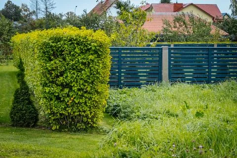 A dense, leafy shrub with fresh, bright green, serrated. 스톡 사진