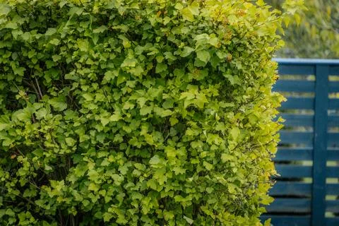 A dense, leafy shrub with fresh, bright green, serrated. 스톡 사진