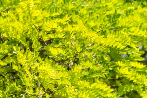 Dense leaves closeup Stock Photos