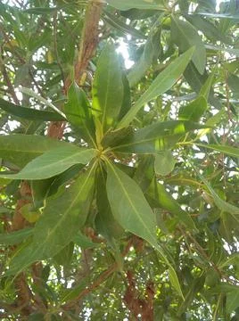 Dense leaves on a tree branch Stock Photos