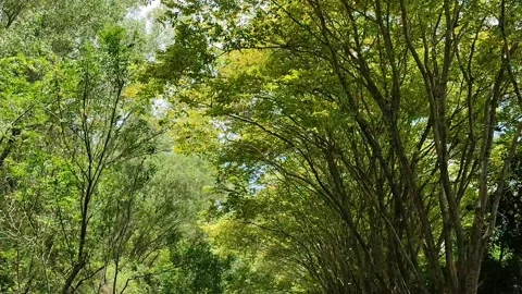 The dense leaves in the wind are so beautiful for the background Stock Footage 205021440