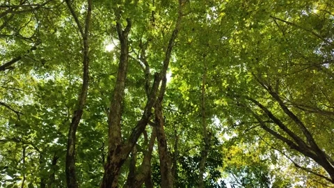 The dense leaves in the wind are so beautiful for the background Stock Footage 205021441