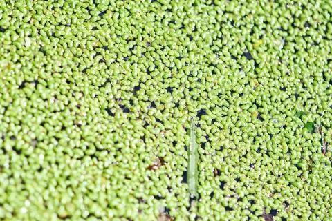 Dense lemna coverage on still water surface in natural light Stock Photos