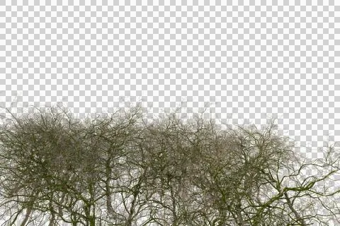 Dense, light-gray-green foliage Stock Photos