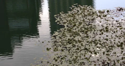 Dense lily pads floating on still pond water with soft sky reflection Stock Footage 319767516