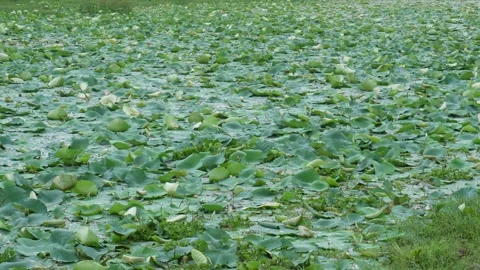 Dense Lily Pads Stock Footage 340785600