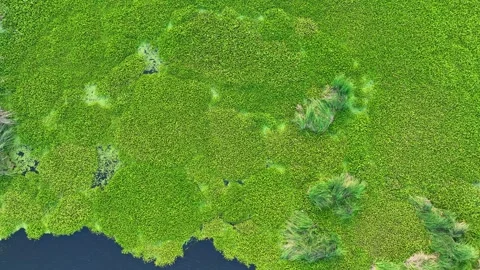 A dense line of vibrant greenery along the water’s edge. Stock Footage 306736331