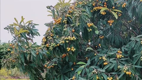 Dense Loquat Tree Loaded With Ripening Golden Fruit In Garden 库存影片 333493498