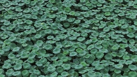 Dense Lotus Leaves Pattern Backward Tilt Up 4K HLG Stock Footage 345618988
