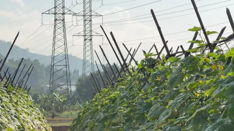 Dense luffa vines extend in aligned rows across an organized plantation area 動画素材 333578874