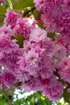 Dense lush cherry tree branch pink sakura vertical Stock Photos