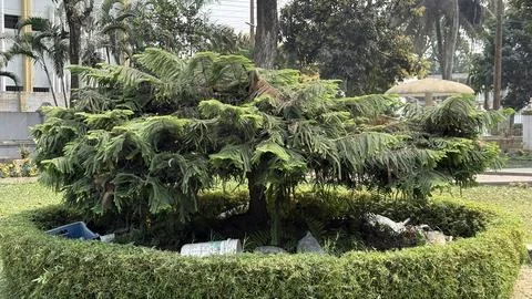 A dense, lush evergreen shrub forms a prominent feature within a circular gre Foto stock