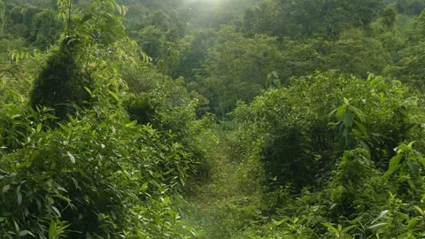 Dense, lush green forest with sunlight filtering through trees, Video stock 280198526