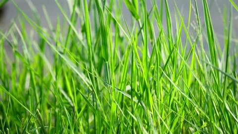 Dense Lush Green Grass Growing Thickly Stock Footage 327969103