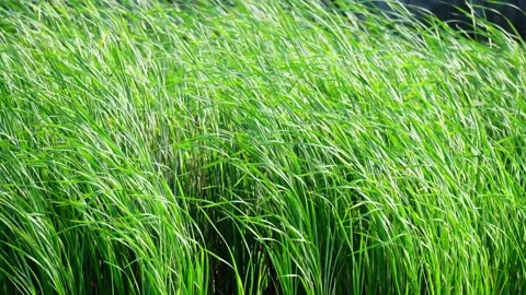 Dense Lush Green Grass Growing Thickly Stock Footage 327969741