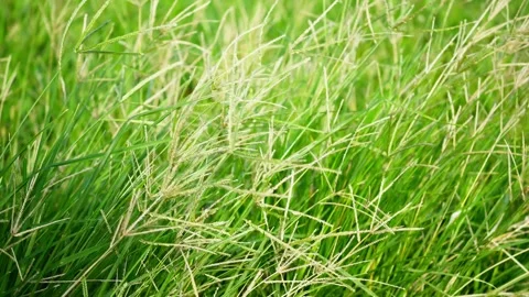 Dense Lush Green Grass Growing Thickly Stock Footage 327969892