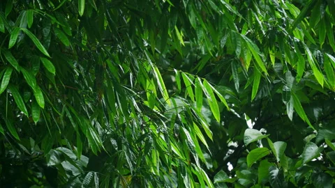 Dense lush green tree leaves swaying gently in soft summer wind breeze Stock Footage 342905484