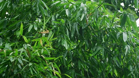 Dense lush green tree leaves swaying gently in soft summer wind breeze Stock Footage 342905949
