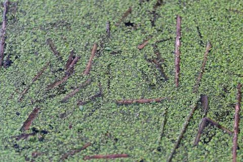 Dense macro algae layout with organic textured mosaic appearance. Macro alg.. Stock Photos