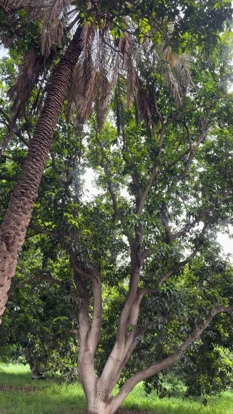Dense Mango Orchard with Tall Date Palm Stock Footage 329132609