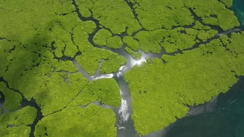 Dense mangrove divided by water streams with bright reflections. Siargao Video stock 342532408