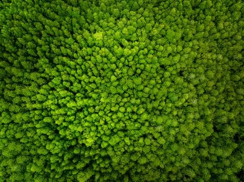 Dense Mangrove Forest Canopy Texture In Phang Nga Thailand Overhead Shot Foto stock