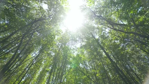 Dense mangrove forest covered sky and flare sun light Stock Footage 153507652