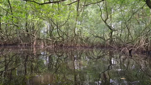 Dense Mangrove Forest Stock Footage 331221062