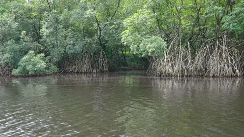 Dense Mangrove Forest Stock Footage 331221067