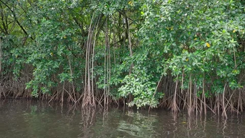 Dense Mangrove Forest Stock Footage 331221069