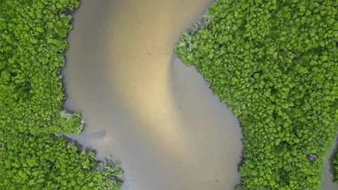 Dense mangrove forest with winding dirt sediment plume in river, aerial top Stock Footage 320161922