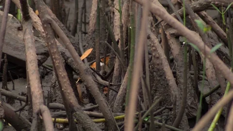 Dense Mangrove Root Network in Coastal Wetland Forest Stockbeeldmateriaal 339383988