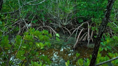 Dense Mangrove Root Network at High Tide Vidéo 343334932