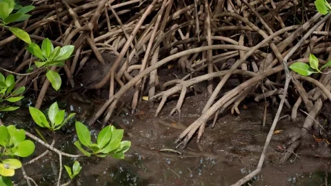 Dense Mangrove Root System Along Tropical Shoreline Видео 339269648