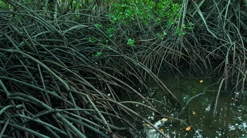 Dense Mangrove Root System Partially Submerged by Rising Seawater Stock-Footage 343069948