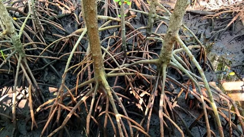 Dense mangrove roots growing in the dark mud of a wild tropical swamp Stock Footage 333823424