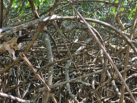 Dense mangrove roots Stock Photos