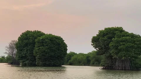 Dense mangrove tree standing tall Vídeos de archivo 336301912