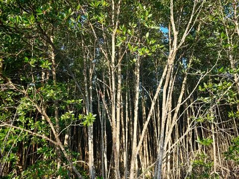 Dense Mangrove Tree Trunks and Green Leaves in Coastal Forest Stock Photos