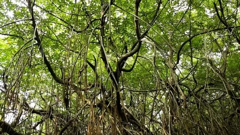The dense mangroves and hanging roots. Sri Lanka, Bentota Stock Footage 75091453