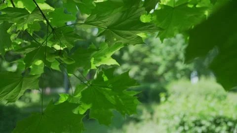 Dense maple leaves grow on brown branch waved by light wind Stock Footage 156947235