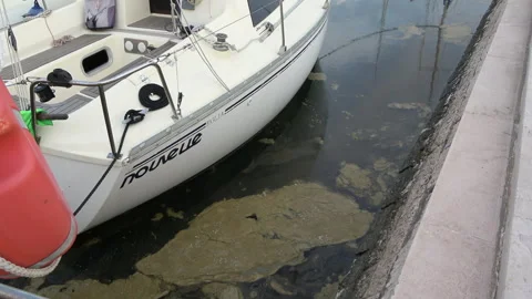 Dense Marine Mucilage Floating Next to the Boat Stock Footage 284228580