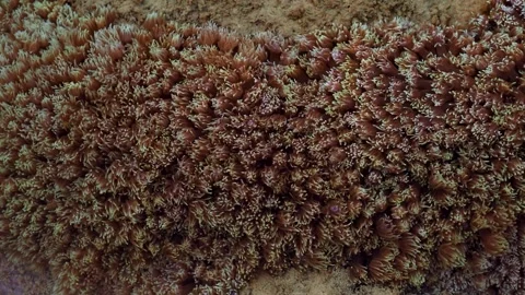 Dense Marine Polyps Swaying in Shallow Tropical Water Видео 338370417
