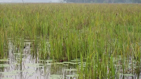 Dense marsh grass and water lily leaves Stock-Footage 329385564