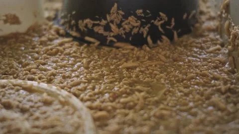 Dense mass of Black soldier fly larvae (BSFL), Hermetia illucens, being rai.. Stock-Footage 342590610