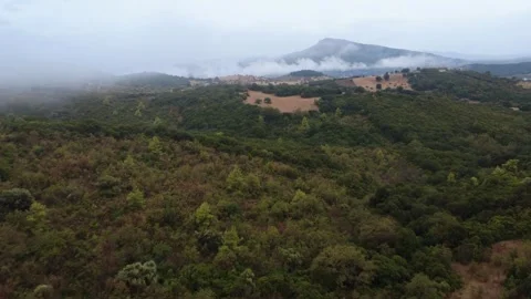 Dense Mediterranean forest covering mountain slopes above misty valley Stock Footage 344093772