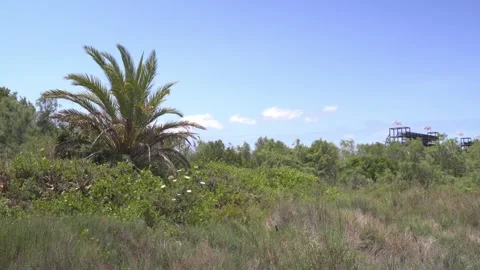 Dense Mediterranean Scrub and Palm Trees at Wetland Edge, Maristany, Mallorca Stock Footage 340589685