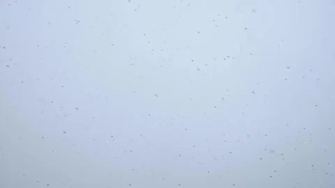 Dense midges swarm in overcast sky with soft blue gray tones and diffused l.. Stock Footage 335288738