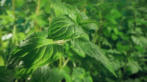 Dense mint plant growing at vegetable garden Stock Footage 143429148