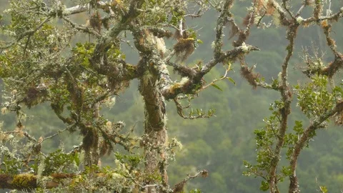 Dense mist and clouds surround bird on a branch with moss Stock Footage 126806765